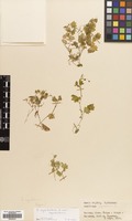 Filed as Saxifraga cymbalaria L. [family SAXIFRAGACEAE]