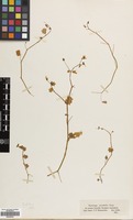 Filed as Saxifraga cymbalaria L. [family SAXIFRAGACEAE]