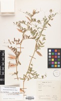 Filed as Vicia hyrcanica Fisch.& C.A.Mey. [family LEGUMINOSAE]