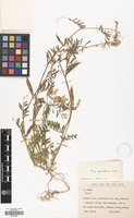 Filed as Vicia grandiflora Scop. [family LEGUMINOSAE]