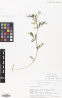 Filed as Vicia grandiflora Scop. [family LEGUMINOSAE]