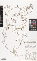 Filed as Vicia peregrina L. [family LEGUMINOSAE]