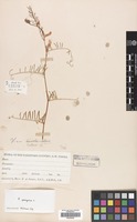 Filed as Vicia peregrina L. [family LEGUMINOSAE]