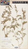 Filed as Vicia monantha Retz. [family LEGUMINOSAE]