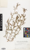 Filed as Vicia monantha Retz. var. cinerea (M. Bieb.) Plitm. [family LEGUMINOSAE]