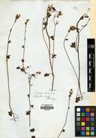 Type of Saxifraga cernua L. var. multiflora Hook. & Arn. [family SAXIFRAGACEAE]
