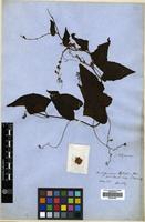 Type of Antigonon leptopus Hook. & Arn. [family POLYGONACEAE]