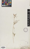Filed as Vicia palaestina Boiss. [family LEGUMINOSAE]