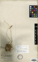 Isotype of Hordeum violaceum Boiss. & Hohen. [family GRAMINEAE]