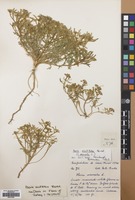 Filed as Iberis acutiloba Bertol. [family CRUCIFERAE]