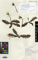 Filed as Taraxacum laticordatum Markl. [family COMPOSITAE]