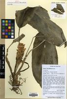 Isotype of Curcuma vitellina Skornick & H.D.Tran [family ZINGIBERACEAE]