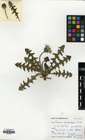 Filed as Taraxacum cyanolepis Dahlst. [family COMPOSITAE]