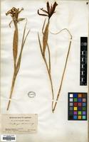Type of Iris bungei Maxim. [family IRIDACEAE]