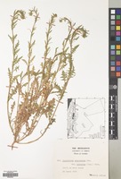 Filed as Sisymbrium runcinatum Lag. ex DC. [family CRUCIFERAE]