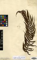 Type of Cyathea spinulosa Wall. ex Hook. [family CYATHEACEAE]