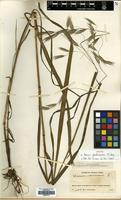 Isotype of Bromus pseudoramosus Keng F. [family GRAMINEAE]