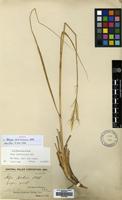 Isotype of Stipa chitralensis Bor [family GRAMINEAE]