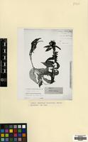 Type of Centaurea stenolepis A.Kern. [family COMPOSITAE]
