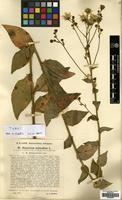 Filed as Hieracium sabaudum L. subsp. roemerianum Zahn. [family COMPOSITAE]