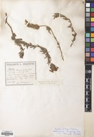 Filed as Glandularia platensis (Spreng.) Schnack & Covas [family VERBENACEAE]