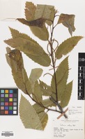 Filed as Castanea sativa Mill. [family FAGACEAE]