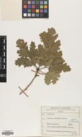 Filed as Quercus pubescens Willd. [family FAGACEAE]