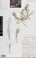 Filed as Cutandia dichotoma (Forssk.) Batt. & Trab. [family GRAMINEAE]