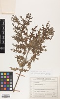 Filed as Quercus cerris L. var. cerris [family FAGACEAE]