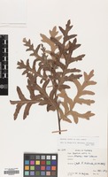 Filed as Quercus cerris L. var. cerris [family FAGACEAE]