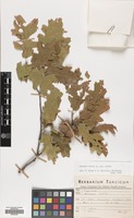 Filed as Quercus cerris L. var. cerris [family FAGACEAE]