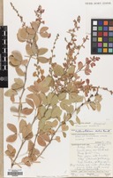Filed as Pithecellobium dulce (Roxb.) Benth. [family LEGUMINOSAE]