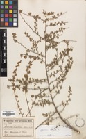 Filed as Spiraea hypericifolia L. [family ROSACEAE]