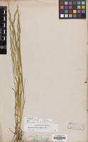 Filed as Lolium persicum Boiss. & Hohen. [family GRAMINEAE]