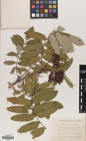 Filed as Sorbus aucuparia L. [family ROSACEAE]