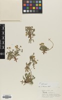 Filed as Potentilla bifurca L. [family ROSACEAE]