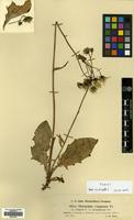 Filed as Hieracium vulgatum Fr. [family COMPOSITAE]