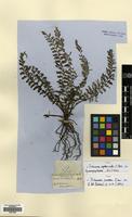 Type of Trichomanes curvatum J.Sm. [family HYMENOPHYLLACEAE]