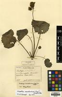 Filed as Saxifraga mandschuriensis (Engl.) Komarov [family SAXIFRAGACEAE]