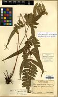 Type of Pteris semipinnata L. var. fauriei H.Christ [family PTERIDACEAE]