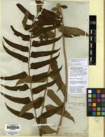 Isolectotype of Lastrea hookeriana C.Presl [family THELYPTERIDACEAE]