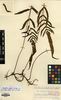 Isotype of Abacopteris insularis K.Iwats. [family THELYPTERIDACEAE]