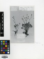 Type of Lapsana alpina Boiss. & Balansa [family COMPOSITAE]