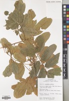 Filed as Trichilia emetica Vahl [family MELIACEAE]
