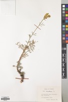 Filed as Ruta montana (L.) L. [family RUTACEAE]
