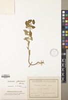 Filed as Euphorbia valerianifolia Lam. [family EUPHORBIACEAE]