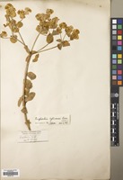 Filed as Euphorbia valerianifolia Lam. [family EUPHORBIACEAE]