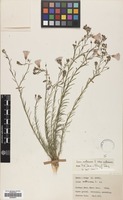 Filed as Linum austriacum L. subsp. austriacum [family LINACEAE]
