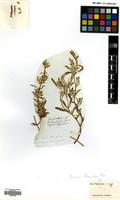 Type of Xeropappus lanuginosus Wall. [family COMPOSITAE]