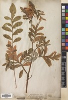 Filed as Psephellus dealbatus (Willd.) K.Koch [family COMPOSITAE]